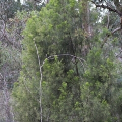 Exocarpos cupressiformis (Cherry Ballart) at Broulee Moruya Nature Observation Area - 20 Jun 2020 by LisaH