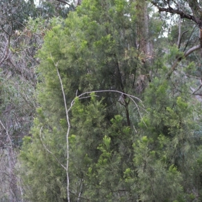 Exocarpos cupressiformis (Cherry Ballart) at Broulee, NSW - 20 Jun 2020 by LisaH