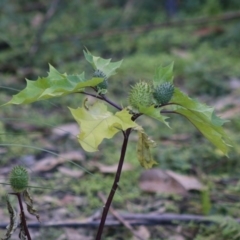 Datura stramonium (Common Thornapple) at Broulee Moruya Nature Observation Area - 21 Jun 2020 by LisaH