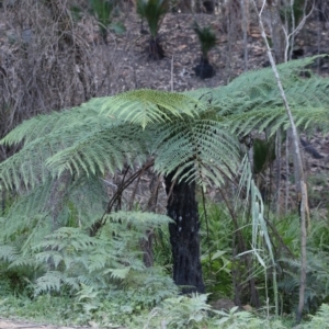 Cyathea australis subsp. australis at Broulee, NSW - 20 Jun 2020