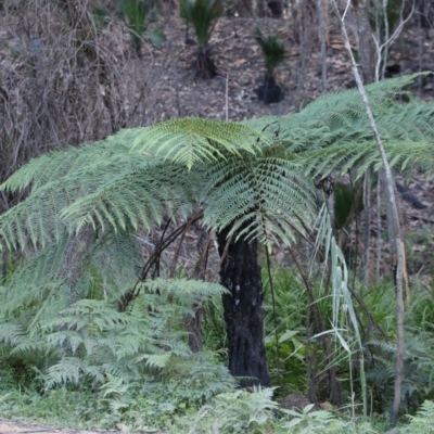 Cyathea australis subsp. australis (Rough Tree Fern) at Broulee Moruya Nature Observation Area - 20 Jun 2020 by LisaH