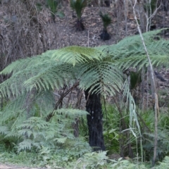 Cyathea australis (Rough tree fern) at Broulee, NSW - 20 Jun 2020 by LisaH