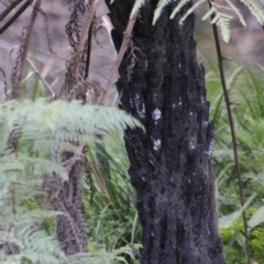 Cyathea australis subsp. australis at Broulee, NSW - suppressed