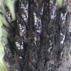 Cyathea australis subsp. australis at Broulee, NSW - 20 Jun 2020