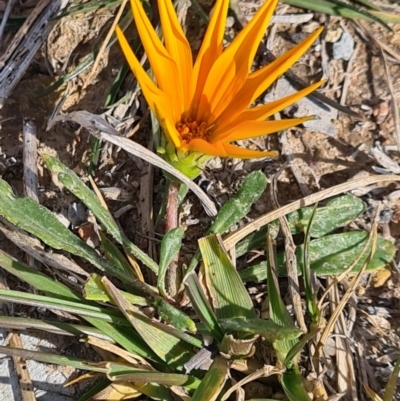 Gazania rigens (Treasure Flower) at Denman Prospect, ACT - 19 Jun 2020 by AaronClausen