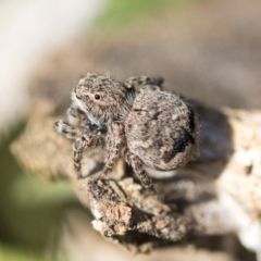 Maratus vespertilio (Bat-like peacock spider) at Red Hill Nature Reserve - 19 Jun 2020 by AlisonMilton