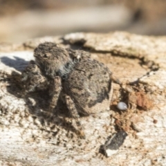 Maratus vespertilio at Garran, ACT - suppressed