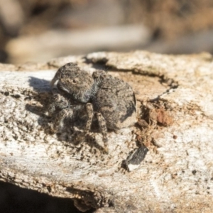 Maratus vespertilio at Garran, ACT - 19 Jun 2020