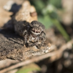 Maratus vespertilio at Garran, ACT - 19 Jun 2020