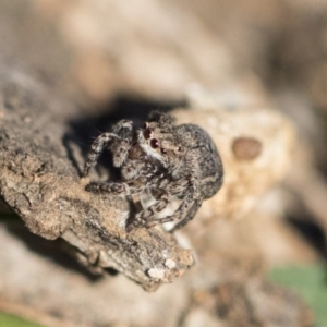 Maratus vespertilio at Garran, ACT - suppressed