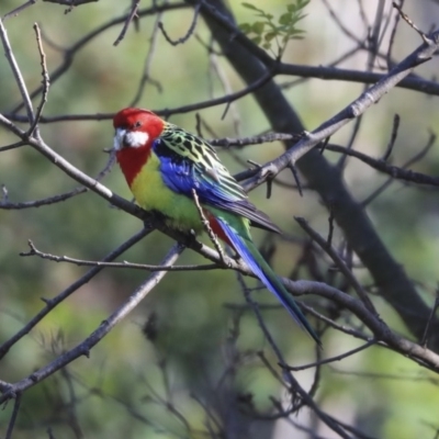 Platycercus eximius (Eastern Rosella) at Red Hill, ACT - 19 Jun 2020 by AlisonMilton