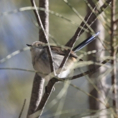 Malurus cyaneus (Superb Fairywren) at Red Hill, ACT - 19 Jun 2020 by AlisonMilton