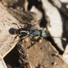 Rhytidoponera metallica (Greenhead ant) at Garran, ACT - 19 Jun 2020 by AlisonMilton