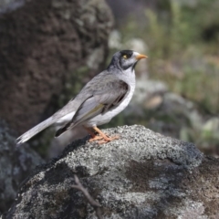 Manorina melanocephala (Noisy Miner) at Red Hill, ACT - 19 Jun 2020 by AlisonMilton