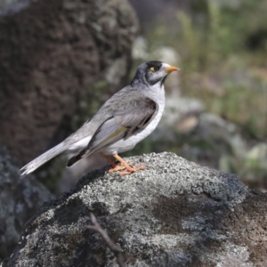 Manorina melanocephala at Red Hill, ACT - 19 Jun 2020