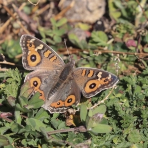 Junonia villida at Garran, ACT - 19 Jun 2020 11:16 AM