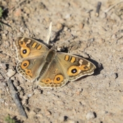 Junonia villida at Garran, ACT - 19 Jun 2020 11:16 AM