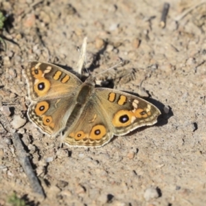 Junonia villida at Garran, ACT - 19 Jun 2020 11:16 AM