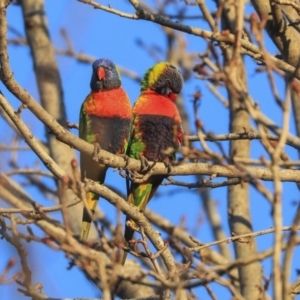 Trichoglossus moluccanus at Higgins, ACT - 19 Jun 2020