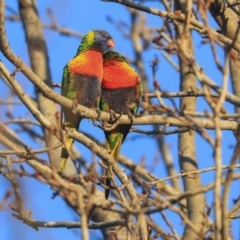 Trichoglossus moluccanus at Higgins, ACT - 19 Jun 2020