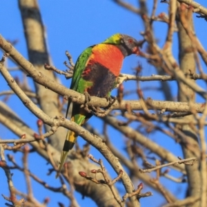 Trichoglossus moluccanus at Higgins, ACT - 19 Jun 2020