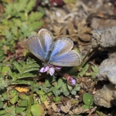 Zizina otis (Common Grass-Blue) at Red Hill Nature Reserve - 19 Jun 2020 by AlisonMilton