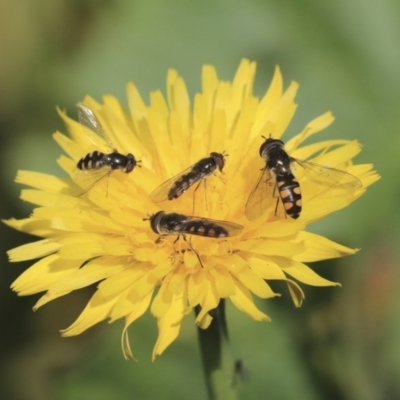 Syrphini (tribe) (Unidentified syrphine hover fly) at Higgins, ACT - 17 Jun 2020 by AlisonMilton