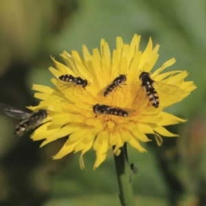 Syrphini sp. (tribe) at Higgins, ACT - 17 Jun 2020