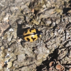 Coccinella transversalis (Transverse Ladybird) at Garran, ACT - 19 Jun 2020 by AlisonMilton