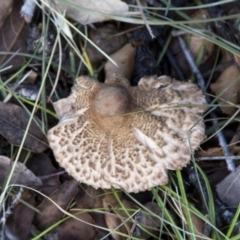 Chlorophyllum/Macrolepiota sp. (genus) at National Arboretum Forests - 14 Jun 2020 by Alison Milton