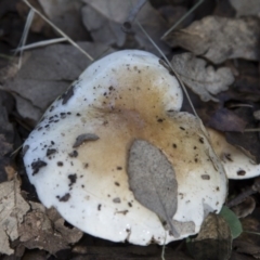 zz agaric (stem; gills white/cream) at Molonglo Valley, ACT - 14 Jun 2020 by AlisonMilton