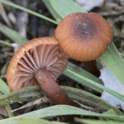 Laccaria sp. (Laccaria) at Holt, ACT - 16 Jun 2020 by AlisonMilton