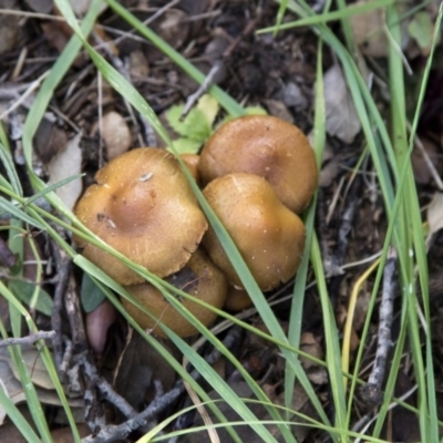 Agrocybe praecox group at National Arboretum Forests - 14 Jun 2020 by AlisonMilton