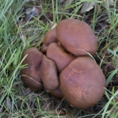 Unidentified Cap on a stem; gills below cap [mushrooms or mushroom-like] at National Arboretum Forests - 14 Jun 2020 by Alison Milton