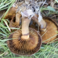 Cortinarius sp. at Molonglo Valley, ACT - 14 Jun 2020 10:38 AM