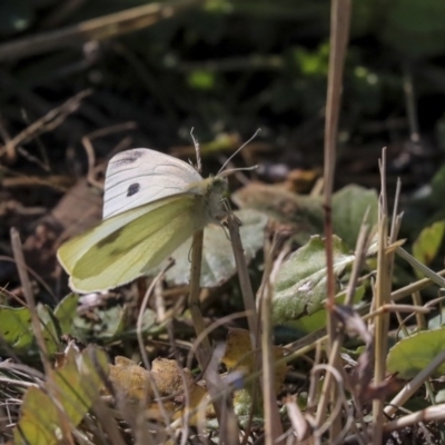 Pieris rapae (Cabbage White) at Higgins, ACT - 17 Jun 2020 by AlisonMilton