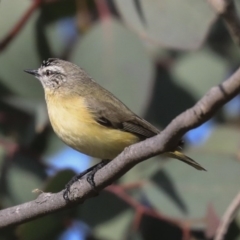 Acanthiza chrysorrhoa (Yellow-rumped Thornbill) at Holt, ACT - 17 Jun 2020 by AlisonMilton