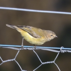 Smicrornis brevirostris (Weebill) at Holt, ACT - 17 Jun 2020 by Alison Milton