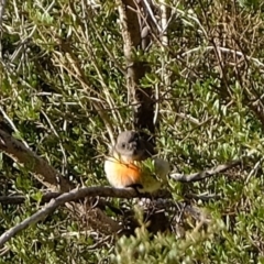 Petroica boodang (Scarlet Robin) at Coree, ACT - 18 Jun 2020 by Kurt