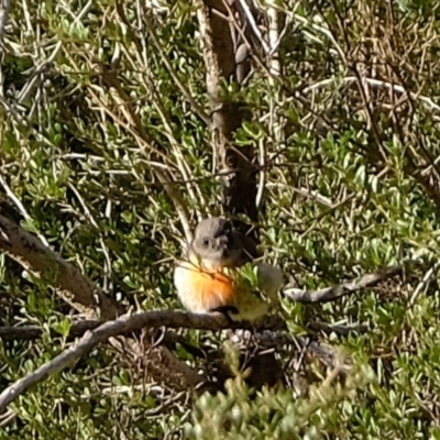 Petroica boodang (Scarlet Robin) at Stony Creek - 18 Jun 2020 by Kurt