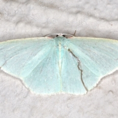 Chlorocoma assimilis (Golden-fringed Emerald Moth) at Ainslie, ACT - 19 Jun 2020 by jb2602