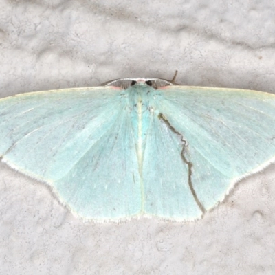 Chlorocoma assimilis (Golden-fringed Emerald Moth) at Ainslie, ACT - 19 Jun 2020 by jbromilow50