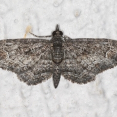 Chloroclystis catastreptes (Green and Brown Carpet) at Ainslie, ACT - 19 Jun 2020 by jb2602