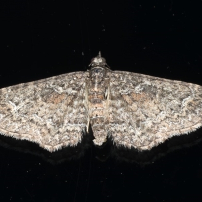 Pasiphilodes testulata (Pome looper) at Ainslie, ACT - 19 Jun 2020 by jb2602