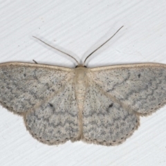 Scopula optivata (Varied Wave) at Ainslie, ACT - 19 Jun 2020 by jb2602