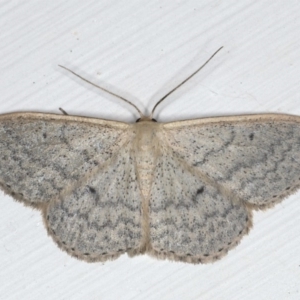 Scopula optivata at Ainslie, ACT - 19 Jun 2020