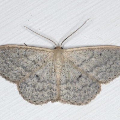 Scopula optivata (Varied Wave) at Ainslie, ACT - 19 Jun 2020 by jb2602