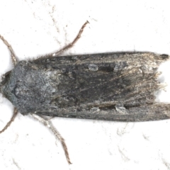 Agrotis infusa (Bogong Moth, Common Cutworm) at Ainslie, ACT - 19 Jun 2020 by jb2602