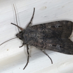 Agrotis infusa at Ainslie, ACT - 19 Jun 2020