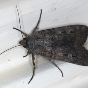 Agrotis infusa at Ainslie, ACT - 19 Jun 2020 11:24 PM